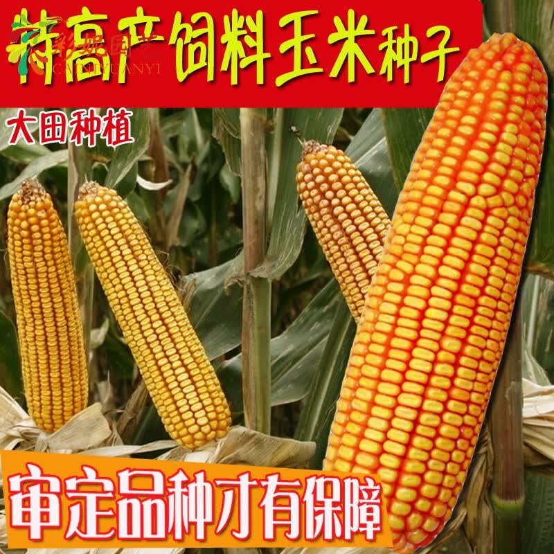 大田县县长如何通过直播带货为当地农产品代言？